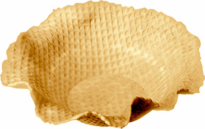 Tulipas abiertas grandes